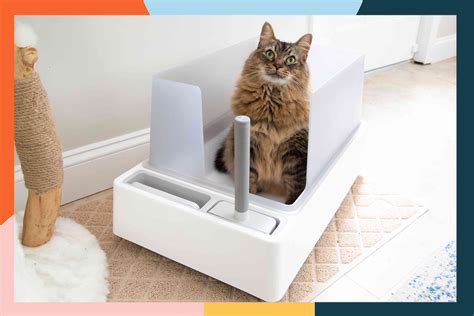 The Best Cat Litter Boxes in 2024, Tested and Reviewed